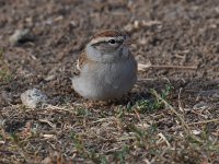 Sparrow.jpg
