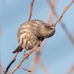 HouseFinchBud-210.jpg