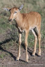 baby topi photo safari.JPG