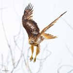 RedTailFlight-210.jpg