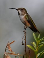 Hummer4.jpg