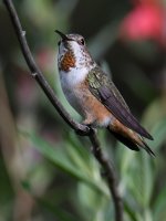 Hummer8.jpg