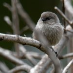 Tit.jpg