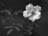 RoseBW.jpg