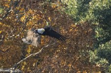 RD5_6622-Bald Eagle.jpg