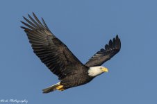 RD5_6641-Bald Eagle.jpg