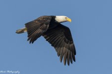 RD5_6644-Bald Eagle.jpg