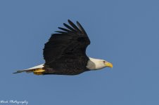 RD5_6653-Bald Eagle.jpg