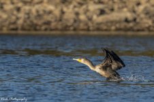 RD5_6688-Cormorant.jpg
