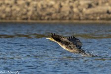 RD5_6689-Cormorant.jpg
