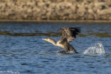 RD5_6690-Cormorant.jpg