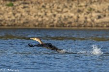 RD5_6691-Cormorant.jpg