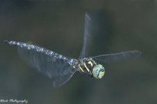 RD5_6806-Dragon Fly.jpg