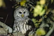RD5_6947-Barred Owl.jpg
