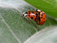 Ladybug2.jpg