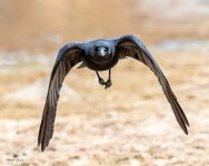 CrowFlight-210.jpg