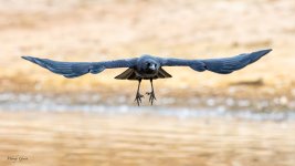 CrowFlight-211.jpg