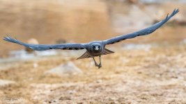 CrowFlight-212.jpg