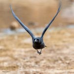 CrowFlight-213.jpg
