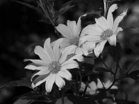 YellowFlowerBW.jpg