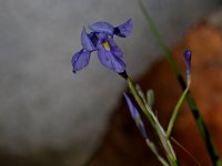 Iris.jpg