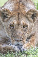 stare down photo safari exposuretours.JPG