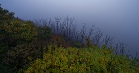 Wayah Bald Fog.jpg