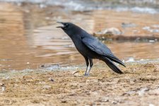 CrowCalling-213.jpg