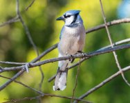 BluejayPearched-213.jpg