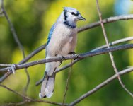 BluejayPearched-214.jpg