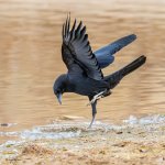 CrowMud-213.jpg