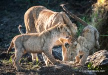 photo safari lioness and wet cubs paying.jpg