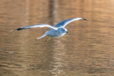 GullLanding-213.jpg