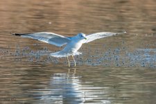GullLanding-214.jpg