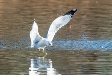 GullLanding-215.jpg