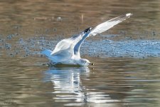 GullLanding-216.jpg