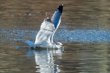 GullLanding-217.jpg