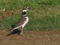 Killdeer4.jpg