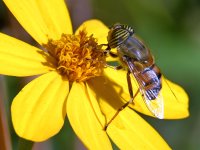 HoverFly2.jpg