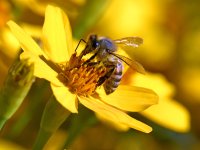 Bee.jpg