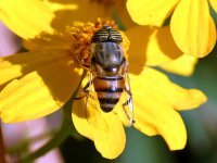 HoverFly4.jpg