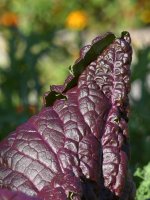 Kale.jpg