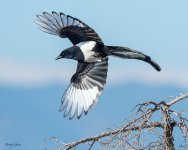 MagpieTakeoff-213.jpg