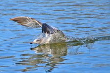 500_0162R_LSh_cr_sm.jpg