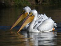 Pelican14.jpg
