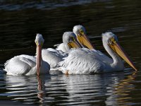 Pelican19.jpg