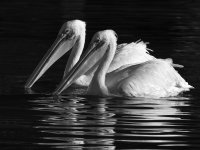 PelicanBW.jpg