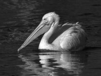 PelicanBW3.jpg
