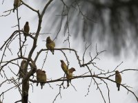 Waxwings2.jpg