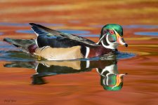 WoodDuck-214.jpg